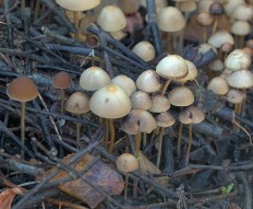 Psathyrella corrugis - Псатирелла морщинистая