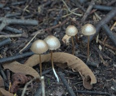 Psathyrella corrugis - Псатирелла морщинистая