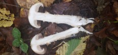 Hebeloma radicosum - Гебелома корневая