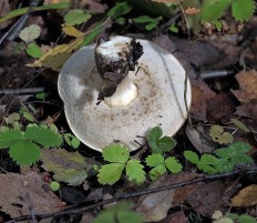 Leccinum scabrum - Подберёзовик обыкновенный