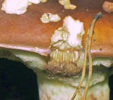 Imleria badia - Польский гриб