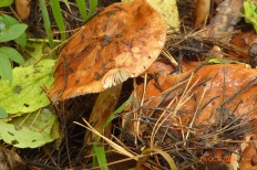 Tricholoma batschii - Рядовка надломленная