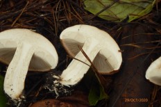 Tricholoma batschii - Рядовка надломленная