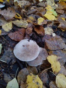 Tricholoma scalpturatum - Рядовка серебристая