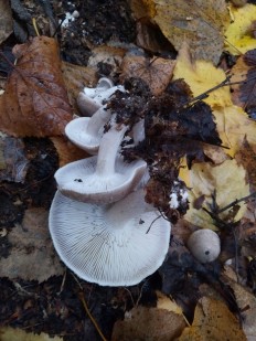 Tricholoma scalpturatum - Рядовка серебристая