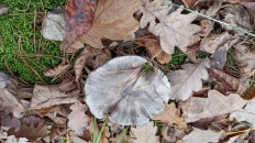 Tricholoma portentosum - Рядовка серая