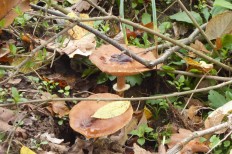 Armillaria cepistipes - Опенок луковичноногий