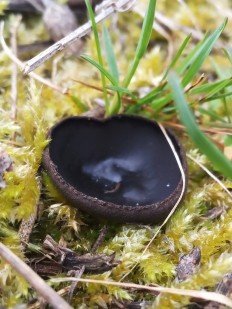 Pseudoplectania nigrella - Псевдоплектания черноватая