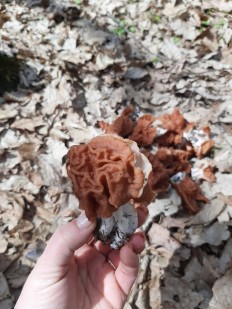 Gyromitra fastigiata - Строчок пучковый