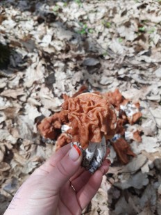 Gyromitra fastigiata - Строчок пучковый