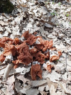 Gyromitra fastigiata - Строчок пучковый