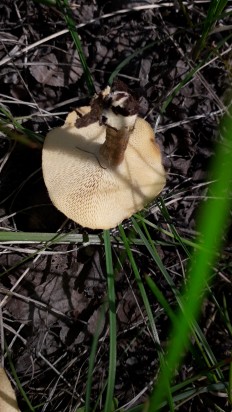 Lentinus arcularius - Трутовик ямчатый