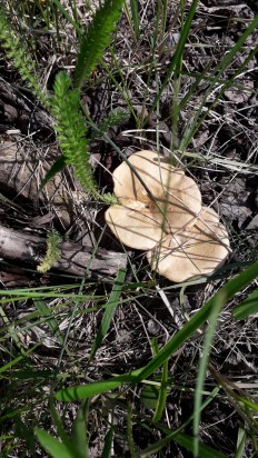 Lentinus arcularius - Трутовик ямчатый