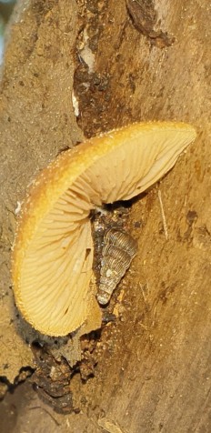 Crepidotus calolepis - Крепидот красивочешуйчатый