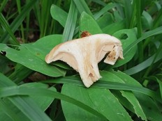 Clitopilus geminus - Ивишень однородный