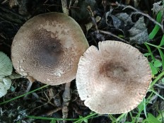 Tricholoma scalpturatum - Рядовка серебристая