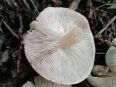 Tricholoma scalpturatum - Рядовка серебристая