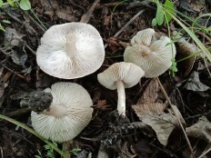 Tricholoma scalpturatum - Рядовка серебристая