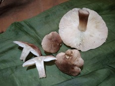 Tricholoma scalpturatum - Рядовка серебристая