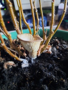 Hohenbuehelia petaloides - Гоенбуелия лепестковидная