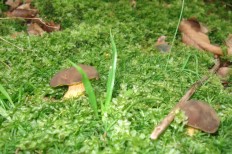 Phylloporus pelletieri - Xerocomus pelletieri