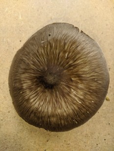 Pluteus ephebeus - Плютей чешуйчатый