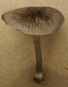 Pluteus ephebeus - Плютей чешуйчатый