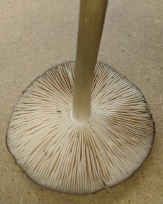 Pluteus ephebeus - Плютей чешуйчатый