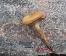 Naucoria subconspersa - Наукория обсыпанная