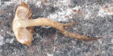 Naucoria subconspersa - Наукория обсыпанная