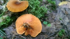 Hygrophoropsis rufa - Ложная лисичка рыжая