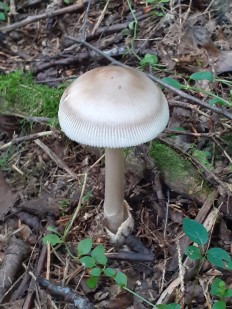 Amanita battarrae - Мухомор Баттарры