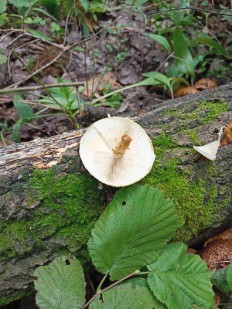 Leucopholiota lignicola - Чешуйница древесинная
