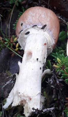 Cortinarius caperatus - Гриб турок