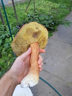 Белый гриб сосновый