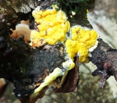 Trichoderma sulphureum - Гипокрея серно-желтая