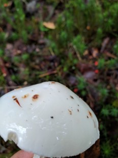 Amanita virosa - Мухомор вонючий