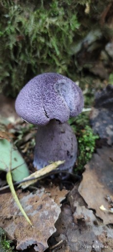 Cortinarius violaceus - Паутинник фиолетовый