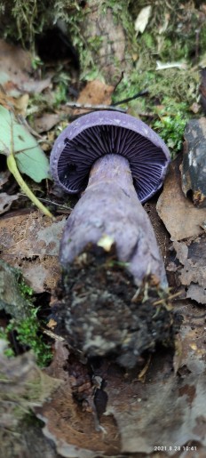Cortinarius violaceus - Паутинник фиолетовый