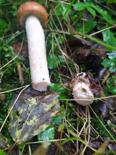 Leccinum albostipitatum - Подосиновик белоножковый