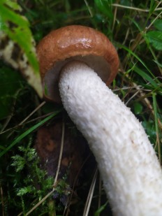 Leccinum albostipitatum - Подосиновик белоножковый