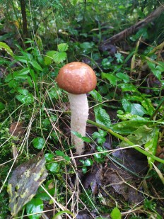 Leccinum albostipitatum - Подосиновик белоножковый