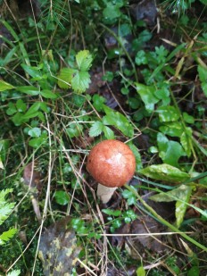 Leccinum albostipitatum - Подосиновик белоножковый