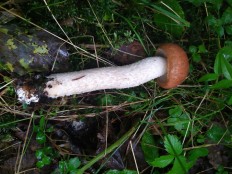 Leccinum albostipitatum - Подосиновик белоножковый