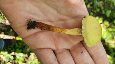 Pholiota alnicola - Огнёвка ольховая (Чешуйчатка ольховая)