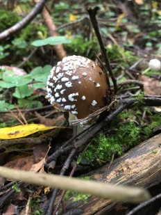 Amanita pantherina - Мухомор пантерный