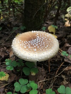 Amanita pantherina - Мухомор пантерный