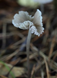 Mycena galericulata - Мицена колпаковидная