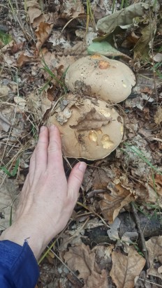 Hemileccinum impolitum - Полубелый гриб
