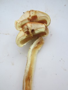 Hypholoma fasciculare - Ложноопёнок серно-жёлтый